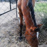 "CABALLO DEL BORREGUERO" DE Mª DEL CARMEN MARTÍNEZ MONLEÓN