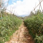 "DEL TOMATE DE TORÁS AL CIELO" DE RICARDO FERRANDO SOLER