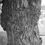 "JUGANDO AL ESCONDITE" DE MARGA CAMPOS CHORVA