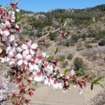"ALMENDRO EN FLOR" DE ANA MARÍA JULIÁN RUIZ