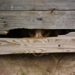 "MIRANDO" DE ALEJANDRO RAMÓN ÁLVAREZ