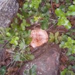 amadeo-moreno-moliner-de-rodeno