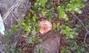 amadeo-moreno-moliner-de-rodeno