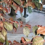 isa-herranz-flor-el-parque-olvidado