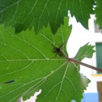 isa herranz flor hoja de parra