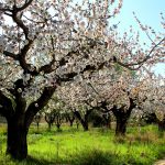 maria-pilar-julian-ruiz-flores-de-primavera