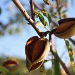 "ALMENDROS DE TORÁS" DE Mª CARMEN MACIÁN ARNAU