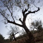 "EL ALMENDRO" DE AZAHARA CASTRO GARCÍA