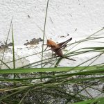 "EL SALTAMONTES DEL PANTANO" DE BEGOÑA MIGUEL