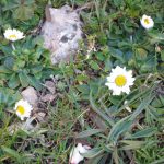 "FLORES Y PLANTAS SILVESTRES" DE ENCARNA SOLER HUESO