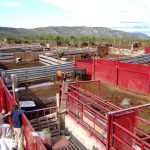 "LOS TOROS DE TORÁS" DE RICARDO FERRANDO SOLER