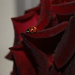 "MARAVILLAS DE LA FAUNA Y FLORA" DE Mª JESÚS DÍAZ CHICHARRO