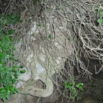 "NATURALEZA MUERTA Y VIVA" DE FRANCISCA MARTÍNEZ FORT