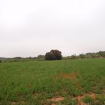 "RECUERDOS DE UN EXPLORADOR MUY TEMPRANO" DE Mª JESÚS ORTEGA PÉREZ
