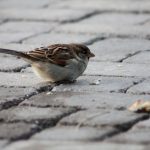 salvador-escrihuela-dubon-especie-en-peligro