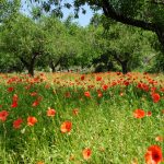 "CAMPO DE ALMENDROS" DE JOSÉ MIGUEL SOLER HUESO