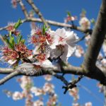 "FLOR DE ALMENDRO" DE ENCARNA SOLER HUESO