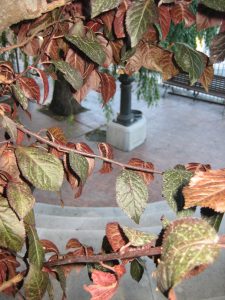 isa-herranz-flor-el-parque-olvidado