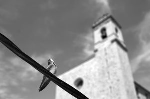 Urbano Suárez-“golondrina”