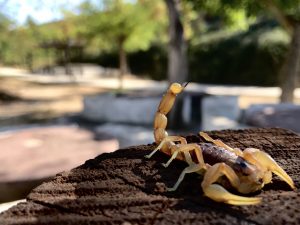 Camarillas también es nuestra ( Respétala )
