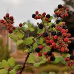 Frutos de verano