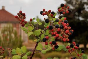 Frutos de verano